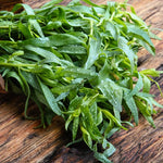 4 Tarragon Plants Live for Planting 4 to 8 Inch Height, Hardy Tarragon Live Plant Indoor Outdoor, Live Herbs Culinary Gardening