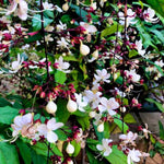 Light Wallichii Smithianum Clerodendrum Plants Live, Chains of Glory Starter Size 5-9" in Tall, White Blooms Planting Ornaments Perennial Gardening, Spring Bloom