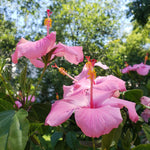 Set of 7 Pink Hibiscus Cuttings, Hibiscus Flowers Plants, Tropical Flower Plant for Outdoor Gardening