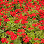 3 Red Geranium Plants Live, Live Geranium Plants, 5 to 7 Inches in Height, Geranium Flower Plant, Geranium Live Plants Gardening Outdoor Indoor Planting