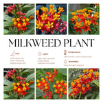 4 Red Milkweed Plants Live 4-9 Inc Tall, Tropical Milkweed Plants Well Rooted, Outdoor Growing