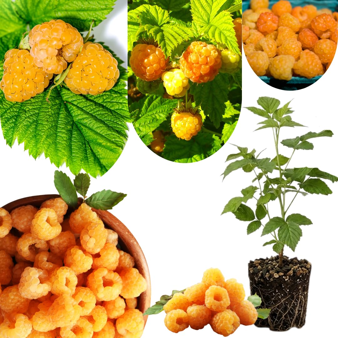 Cold Hardy Raspberry Plants Live for Planting, 6-8 Months Old Raspberry Bushes Live Plant, 5-9" Ready to Plant, Dormant in Winter, Fall Gold Variety