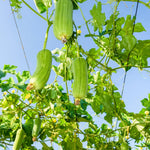 Loofah Plant Live, Luffa Plant Live, 4 Inc Pot, 4-6 Inc Tall, Luffa Live Plant for Indoor Outdoor Planting