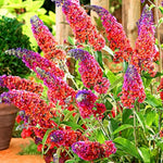 2 Butterfly Bush Live Plants, Mix Buddleia Shrubs, 5–9 Inch Tall, Fragrant Flowering Shrubs, No Pot