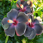 Black Hibiscus Plant for Outdoor Planting, Hardy Hibiscus Flowers Colorful Blooms, Hibiscus Plant for Grow