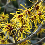 Witch Hazel Bush Plant Live, Yellow Flowering Shrubs in Quart Pot, Hardy Landscape Plants for Outdoor Garden