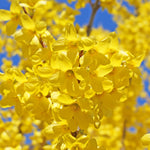 Yellow Forsythia Plant in 4'' Pot, Bright Yellow Spring Blooms, Hardy Shrub for Gardens and Hedges, Starter Plant 6-10 Inches