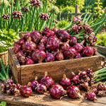 Set of 10 Walking Onion Bulbs, Egyptian Walking Onions Bulbs for Planting