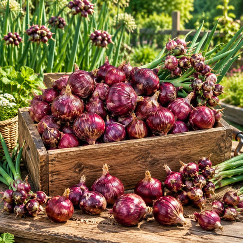 Set of 10 Walking Onion Bulbs, Egyptian Walking Onions Bulbs for Planting