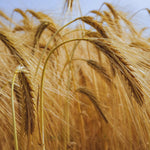 5 Lb Rye Cover Crop Seeds for Planting Lawn, Cover Crop Seeds, Garden Grass Seed, Easy to Plant Outdoor