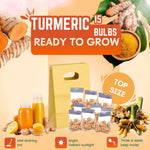 8 Turmeric Roots for Planting, Fresh Curcuma Turmeric Rhizomes, Heirloom Herb Roots for Home Garden