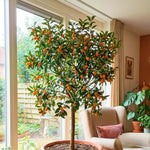Meiwa Kumquat Tree Live Plant 1 Gallon Pot, Orange Kumquat Live Plant, Sweet Citrus Fruit Tree for Indoor Outdoor Growing