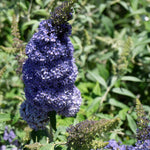 2 Butterfly Bush Live Plants, Light Buddleia Shrubs, 5–9 Inch Tall, Fragrant Flowering Shrubs, No Pot