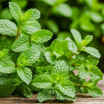 Peppermint Plant Live in 4'' Pot, Mint Herb Plants for Culinary and Garden Growing, Perennial Herbs