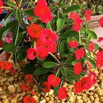 2 Euphorbia Milii Red Crown of Thorns Plant Live, Cold Hardy Succulent Houseplant 4-7" Tall with Constant Blooms