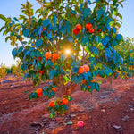 Pack 4 American Persimmon Trees Live Dormant, Cold Hardy Native Fruit Trees Indoor Outdoor Home Garden, 12-18 Inch Tall
