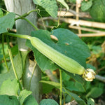 Pack 2 Pots Luffa Plants Live in 4 Inch Pots, Loofah Gourd Vine Starter Plants, 4-8” Tall Luffa Vegetable Vine Seedlings for Planting
