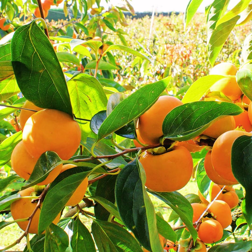Potted Persimmon Tree Live Plant, American Persimmons Seedlings, 6 to 15 Inc Tall, Zones 4-9, Cold Hardy, High Yield Variety