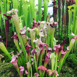 Nepenthes Pitcher Plant Pots Live Plants, Sweet Pitcher Nepenthes for Terrariums Backyard Gardens, Size Starter 8 Months Old for Easy Planting Indoor Outdoor