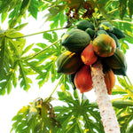 Papaya Plant Live, Tropical Fruit Tree, Fast-Growing Papaya Tree, 5-10 Inches Tall in 4 Inch Pot