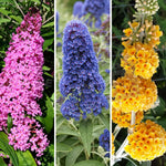 2 Vibrant Buddleia Butterfly Bush Plants Live, Butterfly Bushes Plant for Outdoor Garden, 5 to 9 Inch Tall Perennial Coloful Flowers Plant, No Pot (Random)