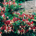 2 Purple Leaf Honeysuckle Plants Live for Planting, Fragrant, Easy to Grow, Perfect for Landscaping, No Pot, Ideal for Trellises Fences, Climbing or Bush, Rooted Cutting 8-12", Dormant No Leaf