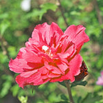 2 Althea Rose of Sharon Hibiscus Shrubs Live Seedlings, Bareroots 1 to 2 Feet Tall, Hardy Perennial Flowering Bushes for Garden (Red)