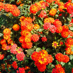 Orange Lantana Plants Live for Outdoor Planting, No Pot, 5-9 Inches Tall, Vibrant Color