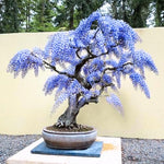 Wisteria Live Plant in 2.5" Pot, 6-12 Inch Tall Fragrant Wisteria Vine for Garden Trellis and Containers, Indoor Outdoor (Blue Wisteria)