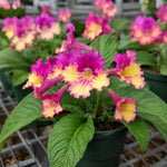 Yellow Pink Streptocarpus Lady Slipper Plants in 3.25 Inch Pot, Live Flowering Houseplant for Patio, Containers and Indoor Gardening