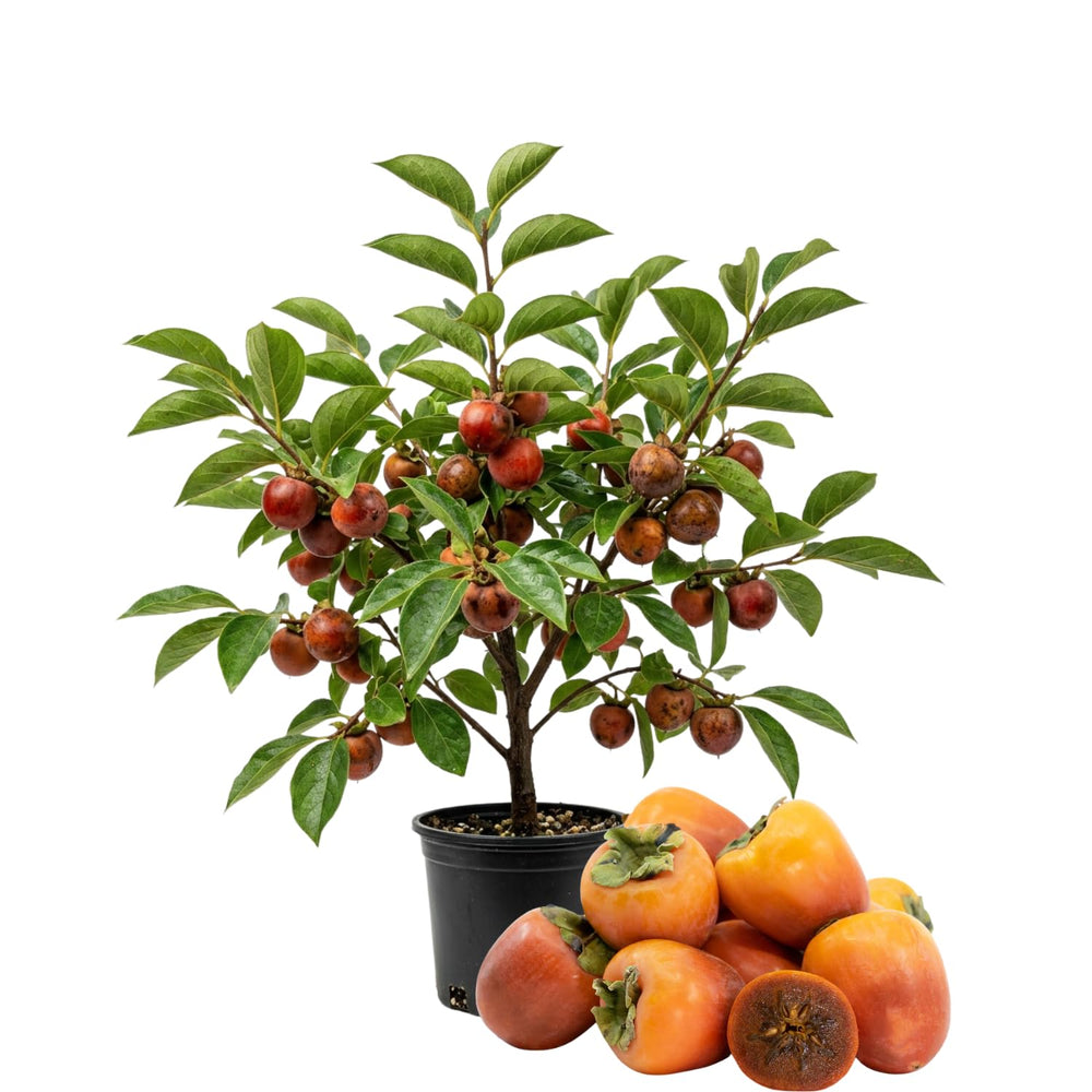 Chocolate Persimmon Live Plant, Hardy Fruit Trees, 2 Ft Tall