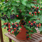 Arapaho BlackBerry Plants Live Starter Size, BlackBerry Bushes Cold Hardy for Planting Outdoor, Fast-Growing
