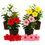 2 Random Mandevilla Plants Live 4–7" Tall, Live Mandevilla Flowering Tropical Vines for Patio, Containers and Backyard Landscaping