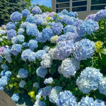 2 Hydrangea Plant Live, Hardy Hydrangea Bush Shrub for Outdoor Garden Planting, Bare Roots Dormant 6-12 Inch (Blue Hydrangea)