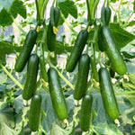 Marketmore Cucumber Live Vegetable Plant in Pot for Outdoor Gardens
