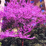 Eastern Redbud Tree Live Plant in Quart Pot, 6-12 Inch Tall Ornamental Redbud Tree for Outdoor Planting