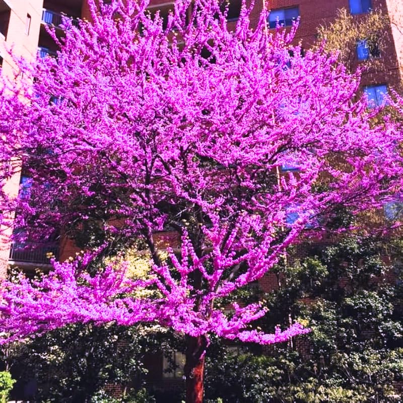 Eastern Redbud Tree Live Plant in Quart Pot, 6-12 Inch Tall Ornamental Redbud Tree for Outdoor Planting