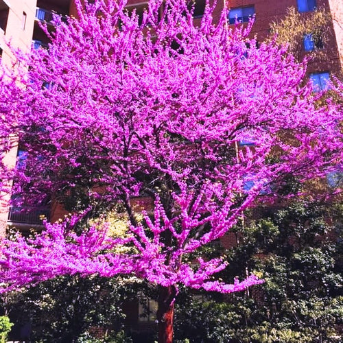 Eastern Redbud Tree Live Plant in Quart Pot, 6-12 Inch Tall Ornamental Redbud Tree for Outdoor Planting
