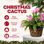 Christmas Cactus Plants Live, Flowering Thanksgiving Cactus with Vibrant Blooms, 4-7'' Tall, Easy-Care Indoor Houseplant (Pink Blooms)