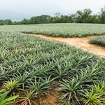 2 Pineapple Plants Live to Grow 5 to 8 Inch Tall, Sweet Pineapple Fruit Tree Live Plant for Outdoor (Gold Pineapple)