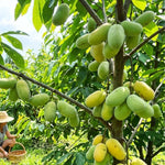Pawpaw Live Plant, Home Garden Fruit Tree, 8-12 Inch Tall