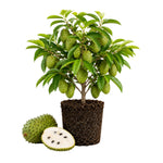 Sweet Soursop Plant Live 8-10 Inches, Annona Muricata Guanabana Tropical Fruit Tree Starter for Garden, High Yield, Ready to Grow