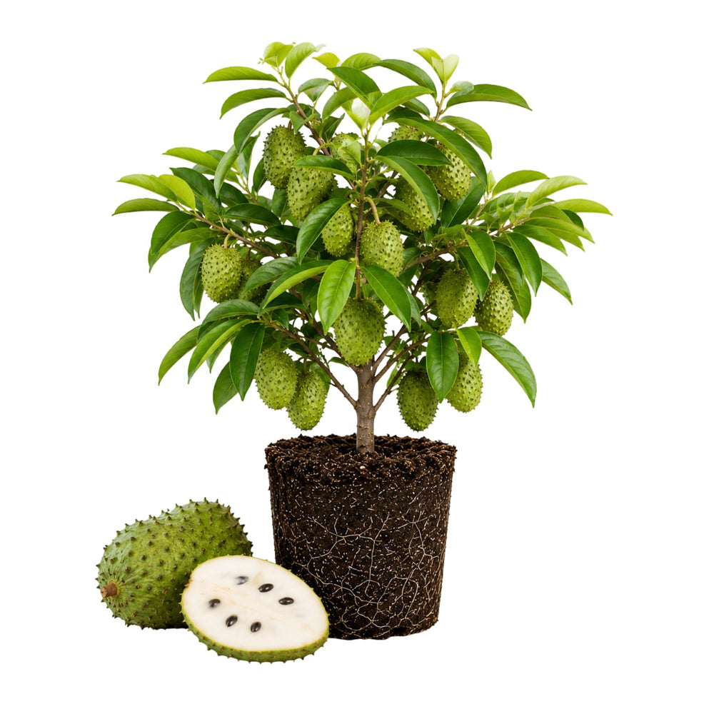 Sweet Soursop Plant Live 8-10 Inches, Annona Muricata Guanabana Tropical Fruit Tree Starter for Garden, High Yield, Ready to Grow