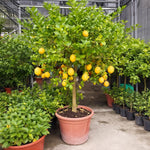 Live Grafted Meyer Lemon Tree Plant, 2 Feet Tall, Fragrant Citrus Tree, Fragrant Yellow Fruit Plant for Indoor or Outdoor Growing