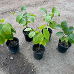 Cherimoya Sugar Apple Tree Live Plant, 2-3 Ft in One Gallon Pot, 2 Years Old Tree Annona Squamosa Soursop Like, Outdoor Spring Tropical Fruit Planting, No CA