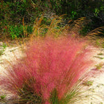 2 Muhly Grass Plants Live, 5-9 Inch Tall Hardy Ornamental Grass Live Plants for Landscaping and Borders (Ruby Muhly Grass)