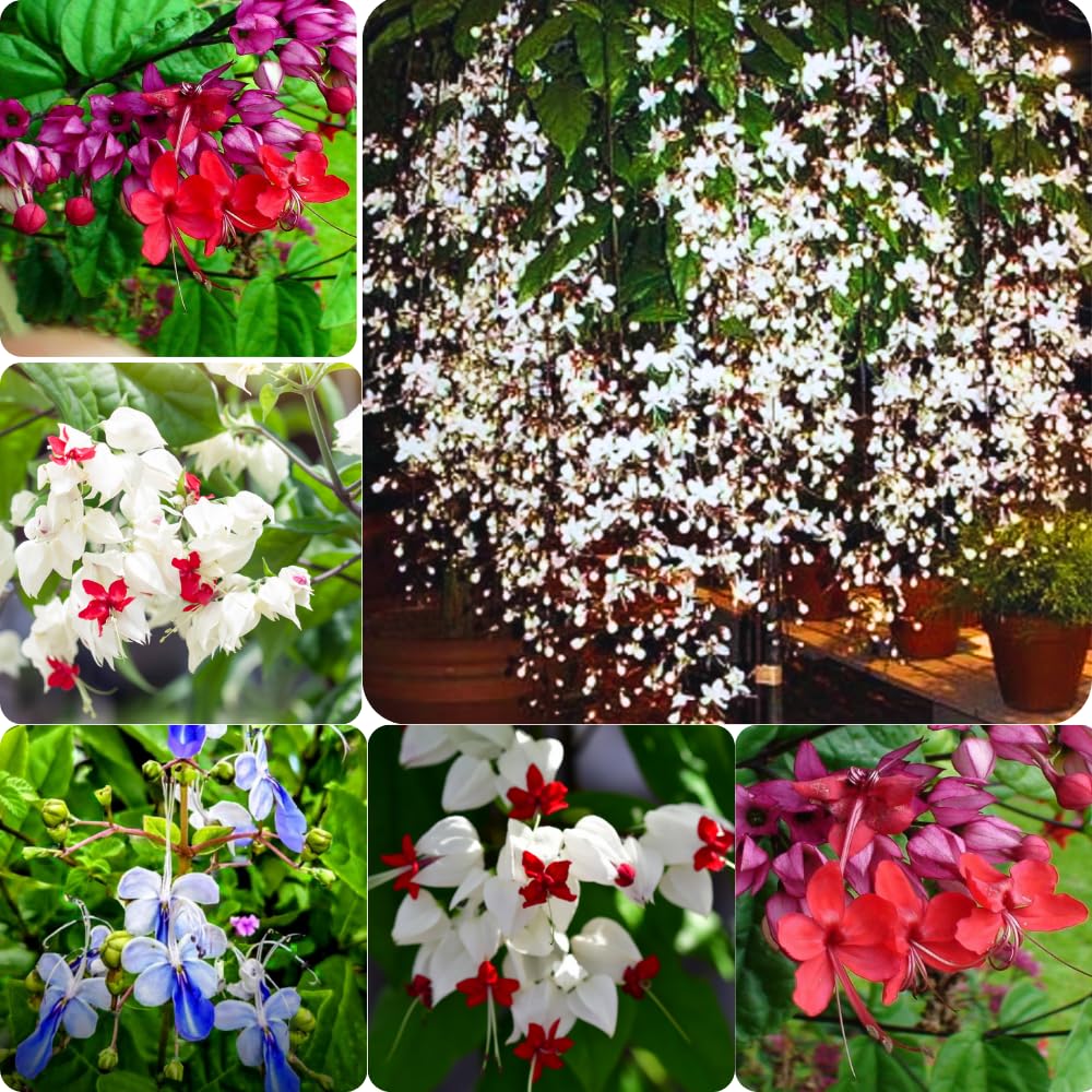 3 Clerodendrum Bleeding Heart Plants Live for Planting, 5-10 Inch Height, Clerodendrum Bleeding Heart Vine Indoor Outdoor (Mixed Clerodendrum)