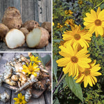 Set of 20 Jerusalem Artichoke Roots, Sunchoke Tubers for Growing, Edible Vegetable for Outdoor Garden