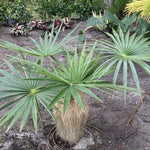 Palm Tree Plant, Live Tropical Palm Tree, Fully Rooted in 3 Gallon Pot, Ready for Outdoor Planting (Old Palm)