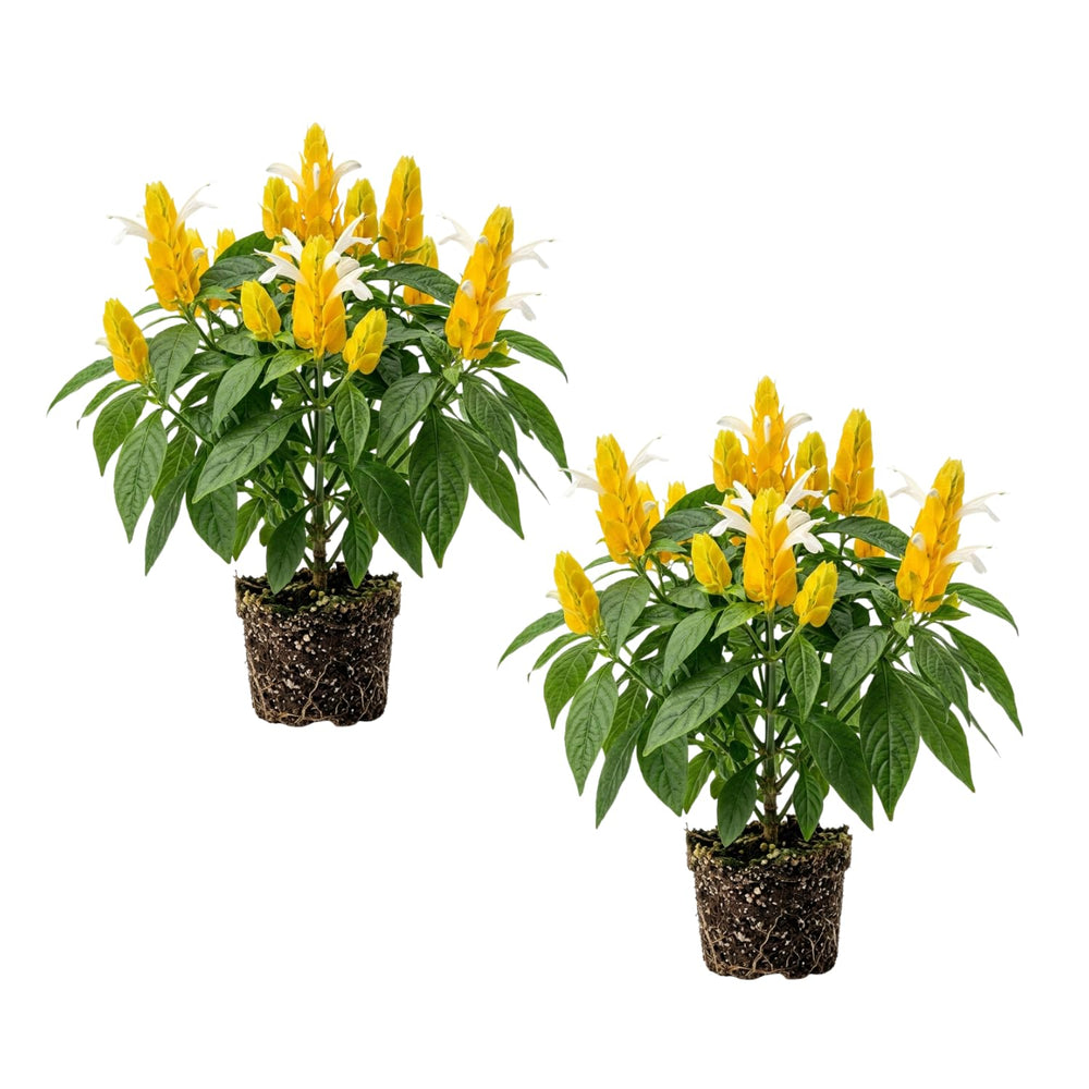 2 Yellow Shrimp Plants Live, 4-7 Inc Tall, Vibrant Flower Starter Plant for Garden or Patio